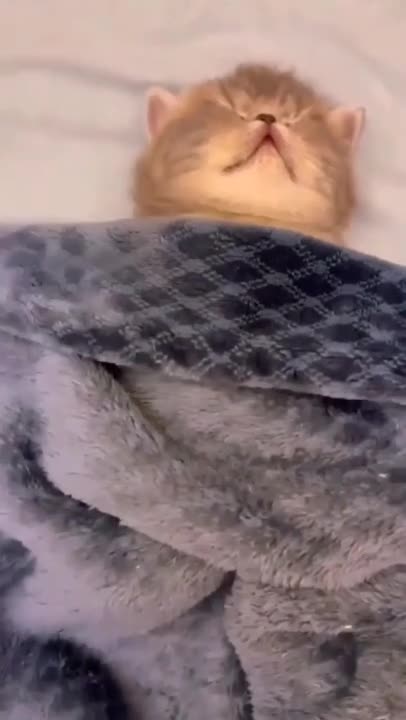 ute cat and funny cat shorts❤#shorts #cat #cutecat #funnycats #viral