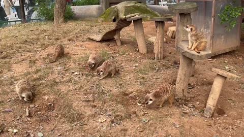 Meerkat is so busy