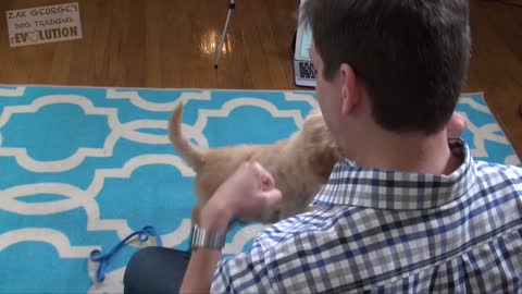 3 Easy Ways to Teach / Train your Dog.