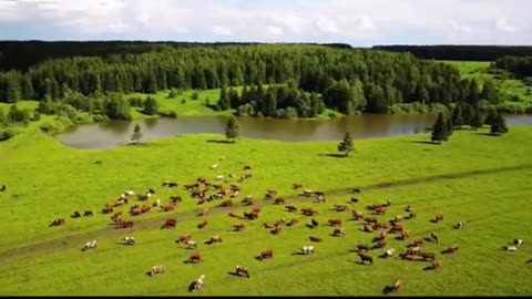 Horse video