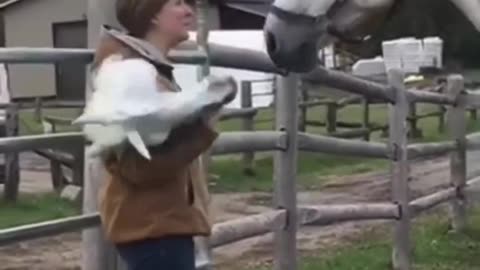 Horse and panda funny