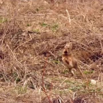 Fight or Flight 🦅 #falcon #birds #bunny #rabbit