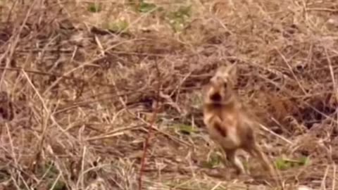 Fight or Flight 🦅 #falcon #birds #bunny #rabbit