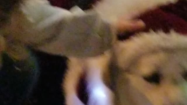 A Santa Dog named Bear