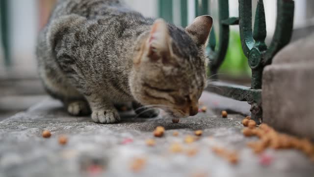 Close Up Video of a Cat