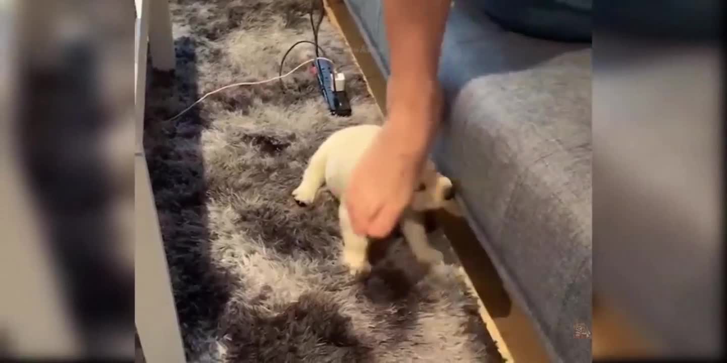 funny video dogs and kids funny video best funny video pets and funny video