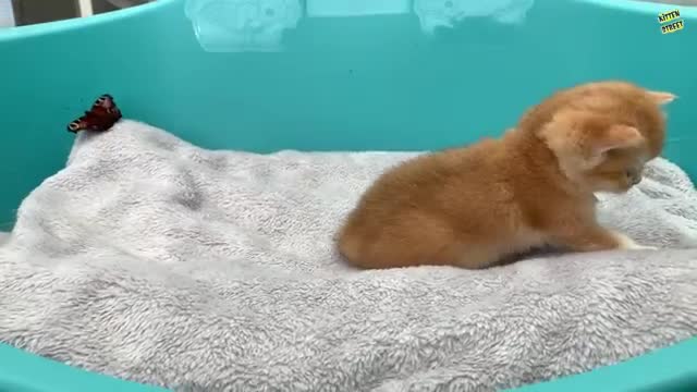 Baby kitten meet a butterfly for the first time