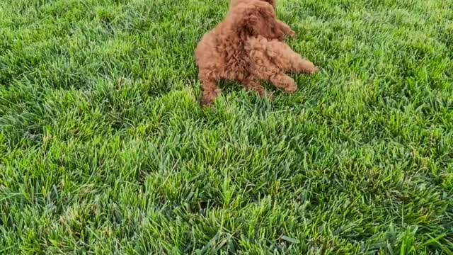 Little puppie Palying green grass