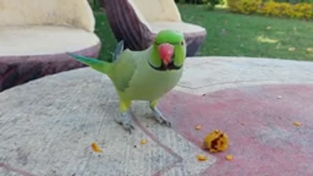 Indian Ringneck, Alexandrine Parrot With Baby Parrot Enjoying Together