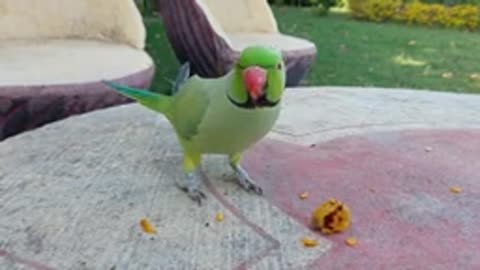 Indian Ringneck, Alexandrine Parrot With Baby Parrot Enjoying Together