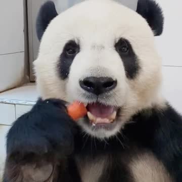 panda's quickly eating carrots show II