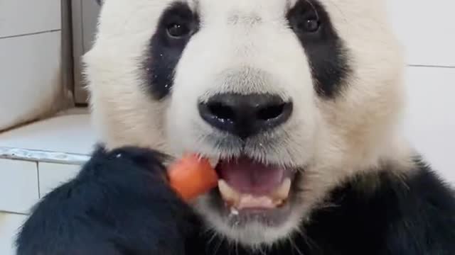 panda's quickly eating carrots show II