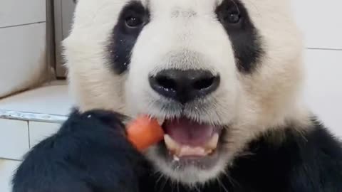 panda's quickly eating carrots show II