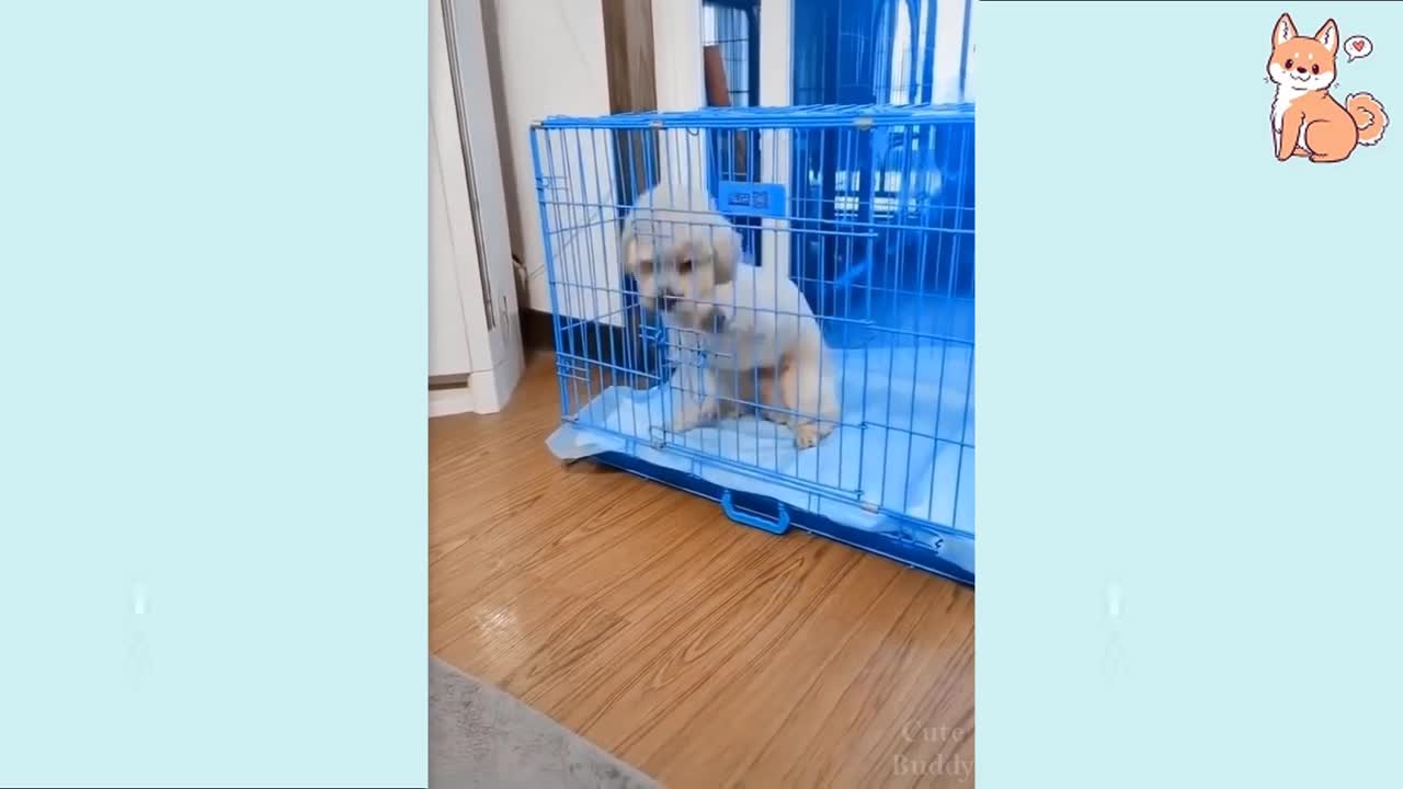 MUST WATCH -😍 Cute Funny and Smart Dogs Compilation