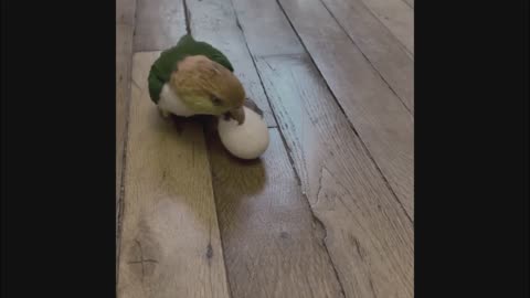 Bird Kisses for egg | Funny bird