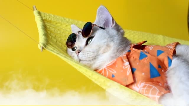Adorable white cat in sunglasses and an shirt_lies on a fabric hammock