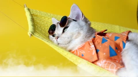 Adorable white cat in sunglasses and an shirt_lies on a fabric hammock