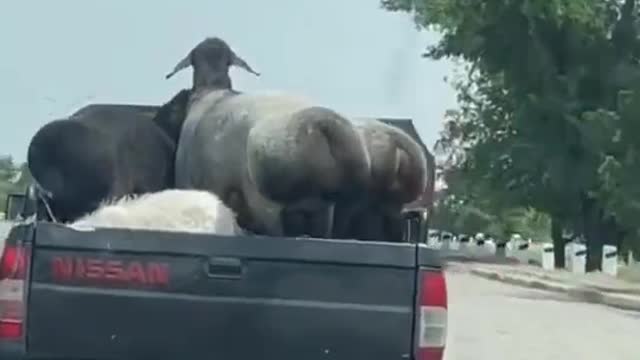 FUNNY ANIMAL #shorts #funny #fun #funnyvideo #tiktok #tiktokvideo