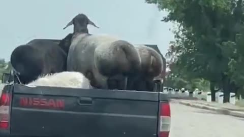 FUNNY ANIMAL #shorts #funny #fun #funnyvideo #tiktok #tiktokvideo