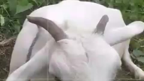 ❤️❤️❤️Beautiful goat 🐐🐐🐐🐐🐐