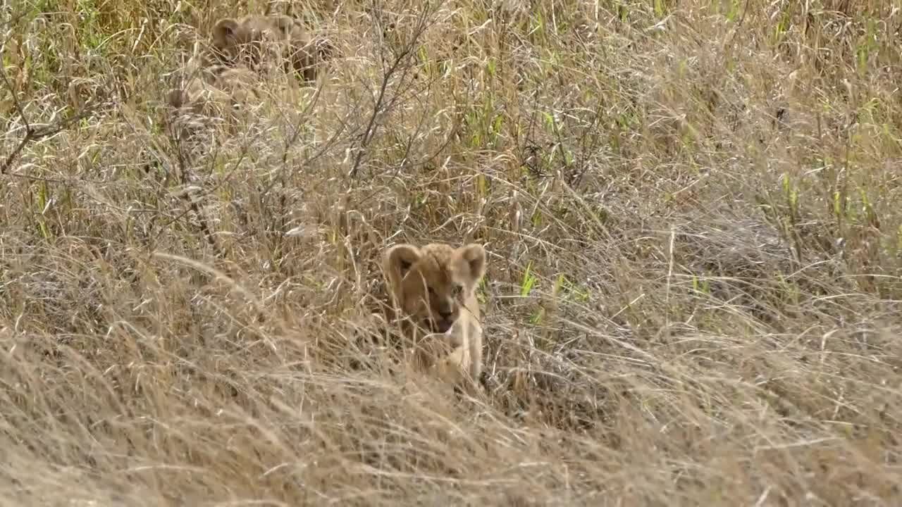 lion and cubs