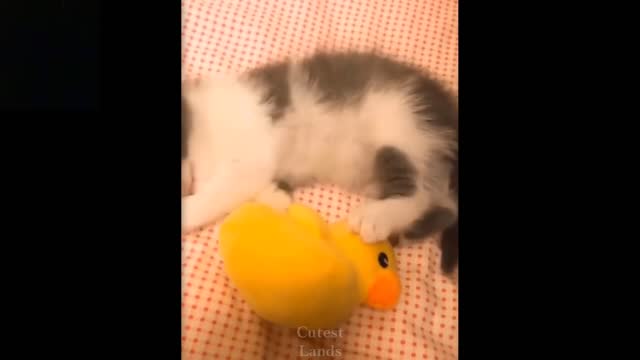 Funny and crazy cat