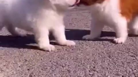 Cute Baby Dog