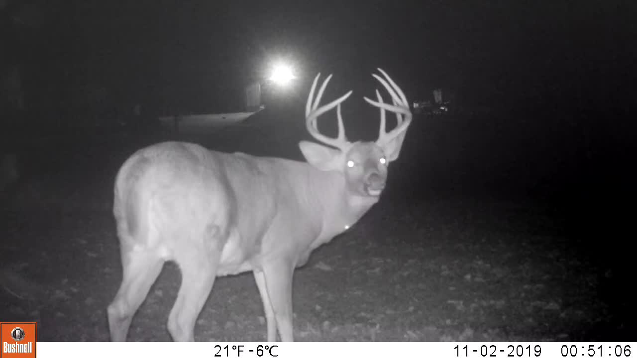 NOV. 2 2019 BIG BUCK