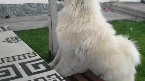 Lea needs her ball