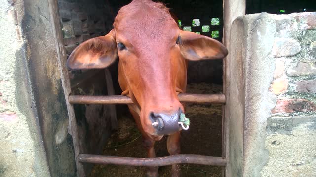 Cows lose their horns