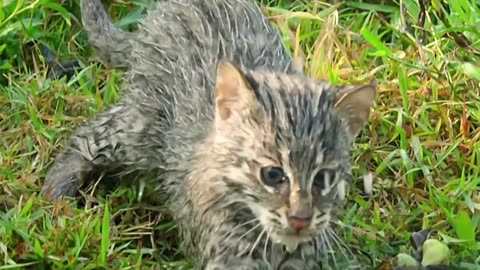 Fishing cats are really good at catching slippery fish in weed-filled ponds,