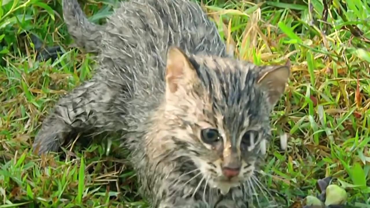 Fishing cats are really good at catching slippery fish in weed-filled ponds,