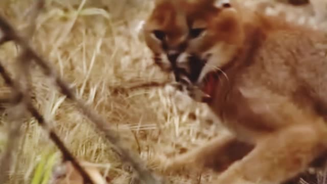 Angry caracal adorably flops his ears and see the eyes of hungry caracal.