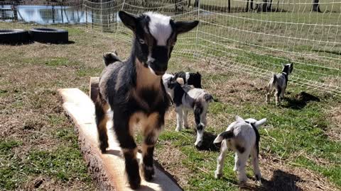 Baby goats