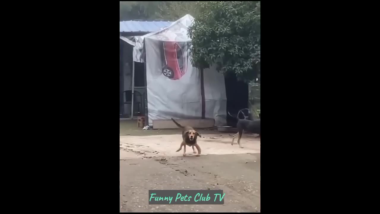 Funny Animal Videos 🤣