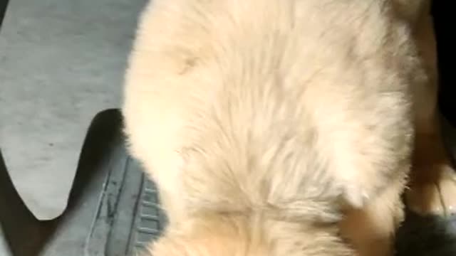 Golden retriever dogs