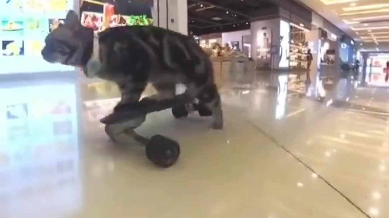 Kitty rides a skateboard better than me ðŸ˜