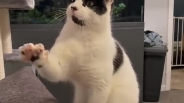Daily fun, cute pet funny video