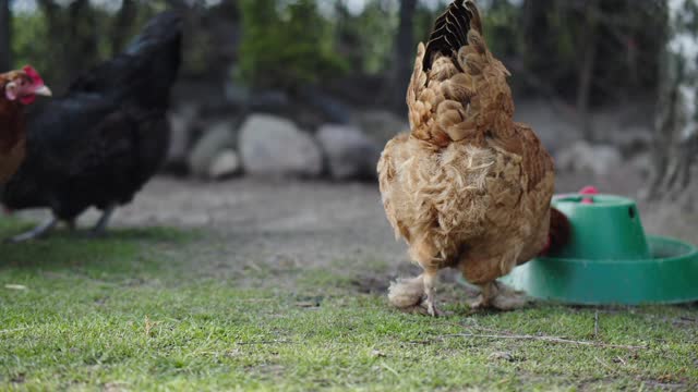 Chicken playing and eating