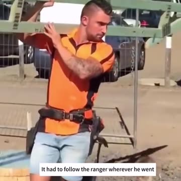 Heartwarming Rescue: Ranger Saves Dying Kangaroo, Nursed Back to Health