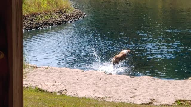 Just out for a swim ....and a hop!