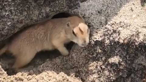 This prairie dog travels everywhere with his owner! 😍