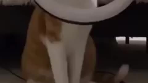 Cats doing Tiktok trend so Funny😂😂😂🤣😂🤣😻😻😻😻😂🤣