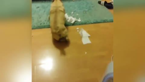 Woman walks toilet paper brown dog runs