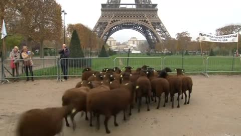 Farmers release sheep under Eiffel Tower in protest