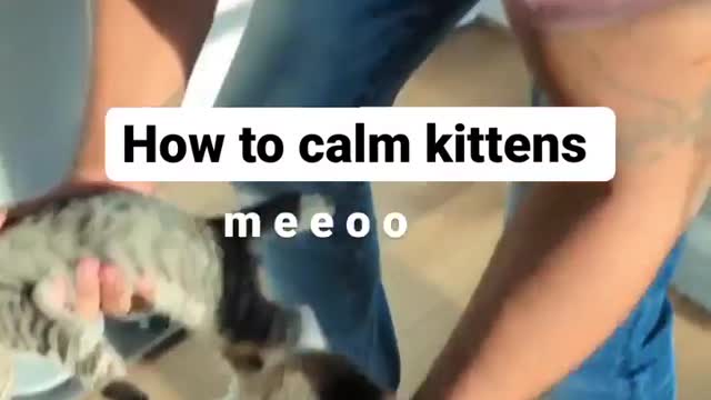 "I figured out how to calm Princess and Cheese's meows 😂"