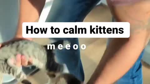 "I figured out how to calm Princess and Cheese's meows 😂"