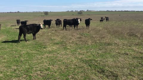 2366: 52-Young Angus pair/heavy bred.