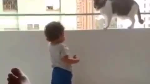 Baby boy and a cat playing👶👶😽😽😽😽