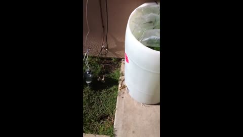 Guppy fertilizer 2